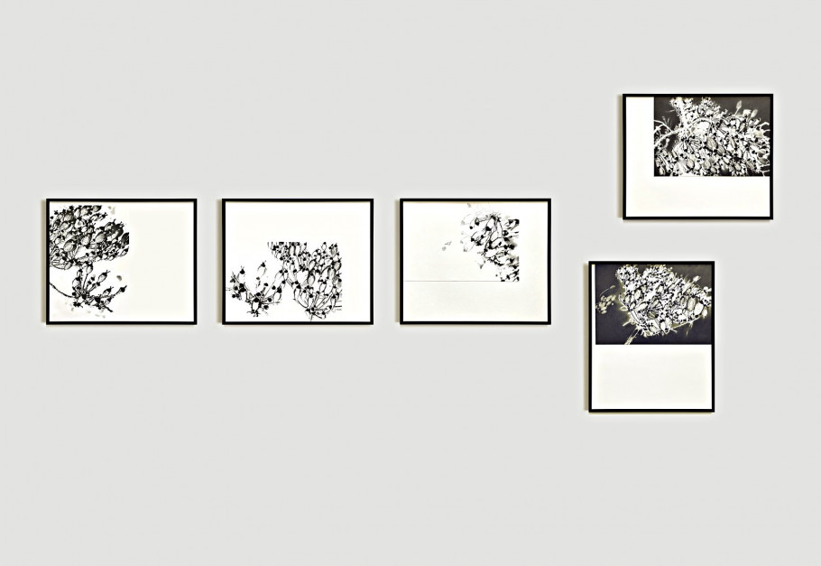00_blunier_installatiom_montage_heracleum-baerenklau_no-05-6