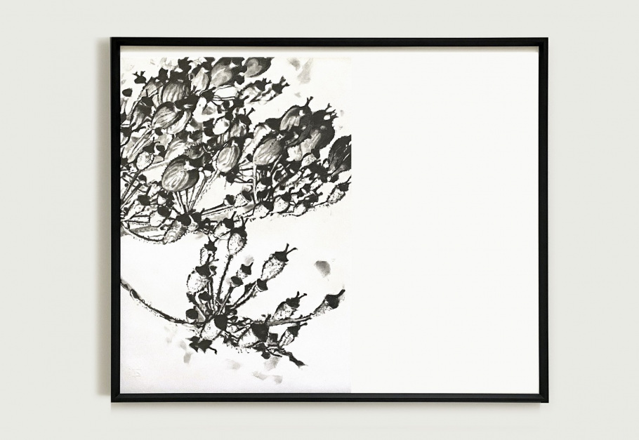 02_blunier_zeichnung_heracleum-baerenklau_no-01