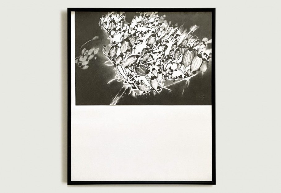 04_blunier_zeichnung_heracleum-baerenklau_no-02