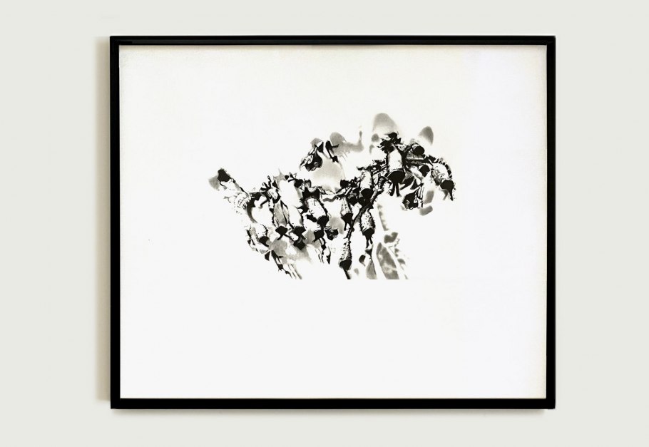 05_blunier_zeichnung_heracleum-baerenklau_no-07
