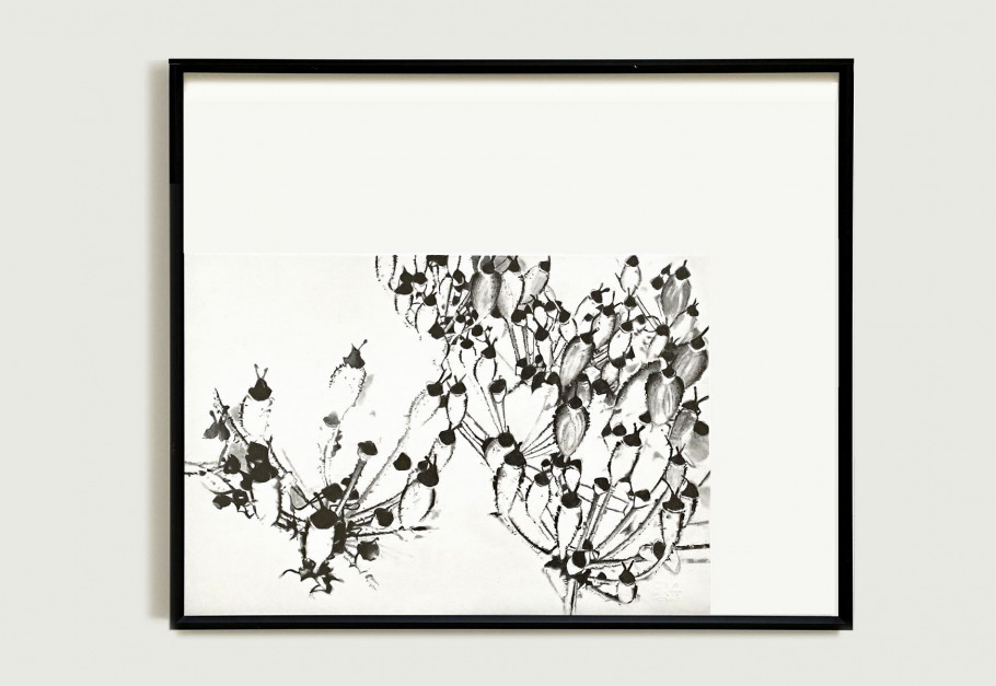 06_blunier_zeichnung_heracleum-baerenklau_no-04