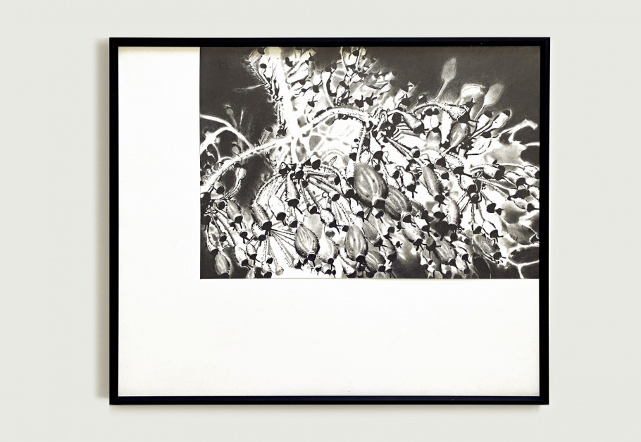 08_blunier_zeichnung_heracleum-baerenklau_no-05